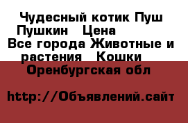 Чудесный котик Пуш-Пушкин › Цена ­ 1 200 - Все города Животные и растения » Кошки   . Оренбургская обл.